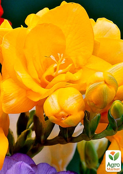 Фрезия махровая "Yellow" 5шт в упаковке - фото 2