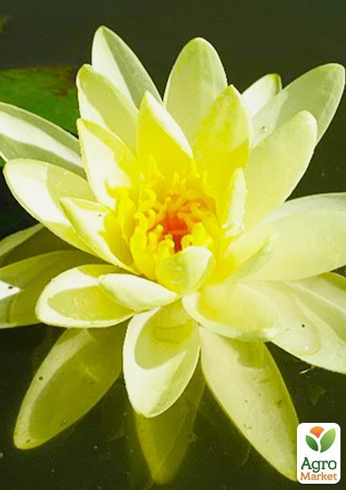 Німфея "Gold Medal"