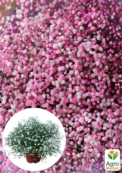 LMTD Гипсофила розовая+белая "Carnaval" высота 20-30см