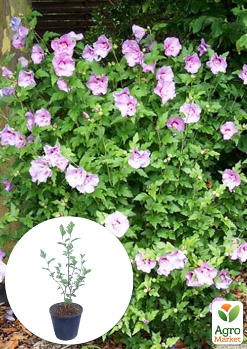 Гібіскус сирійський "Ardens" С3, висота 20-40 см