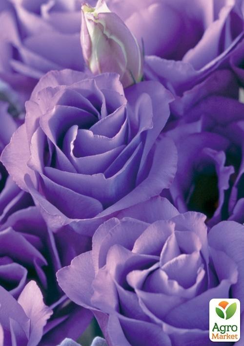 Еустома махрова "Croma Lavender" укорінена в контейнері Р9