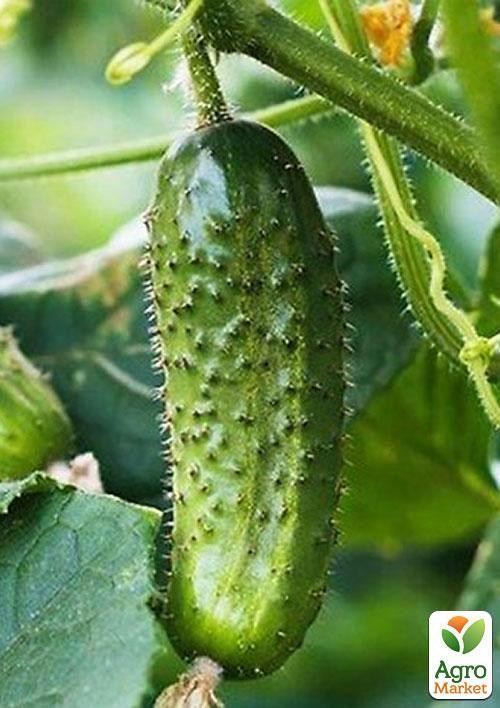 Огірок "Кущовий" (Зипер) ТМ "Весна" 2г - фото 3