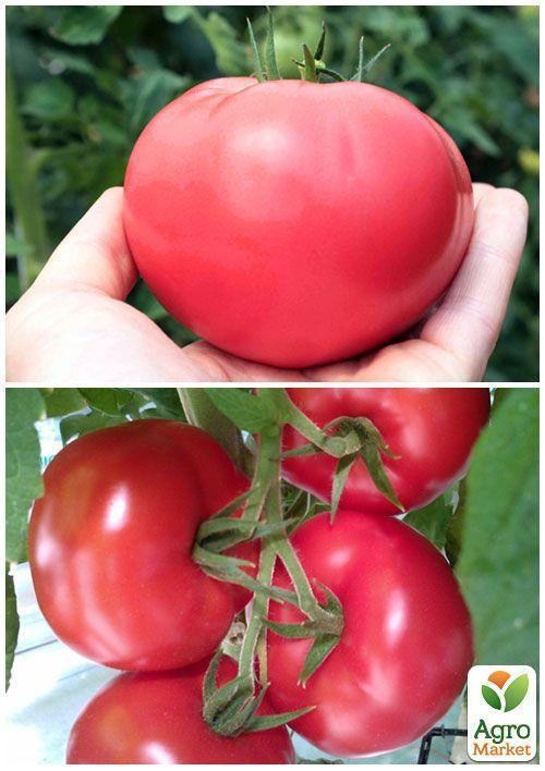 На вагу Томат "Волгоградський рожевий" ТМ "Весна" ціна за 1г - фото 4