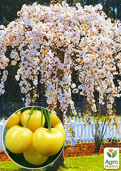 Черешня жовта плакуча "Weeping cherry" (вік від 2-х років, висота 120-180см)