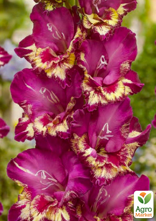 Гладиолус "Color Club"  - фото 4