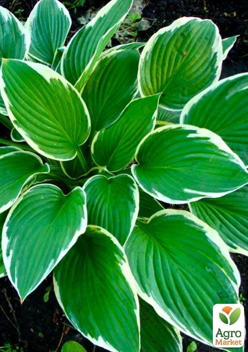 Хоста "Francee" 1шт в упаковці