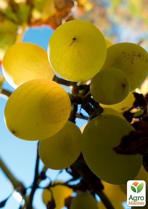 Виноград "Жостен"