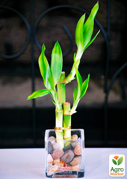Бамбук кімнатний "Lucky Bamboo" (висота 10-20см) - фото 5