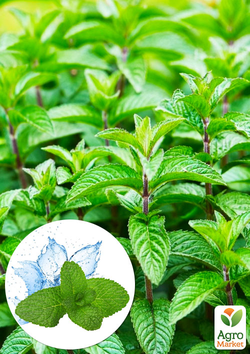 М'ята Ментолова "Menta Piperita" 
