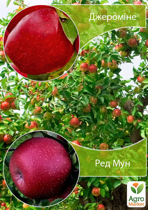 Дерево-сад Яблоня "Ред Мун+Джеромин" 