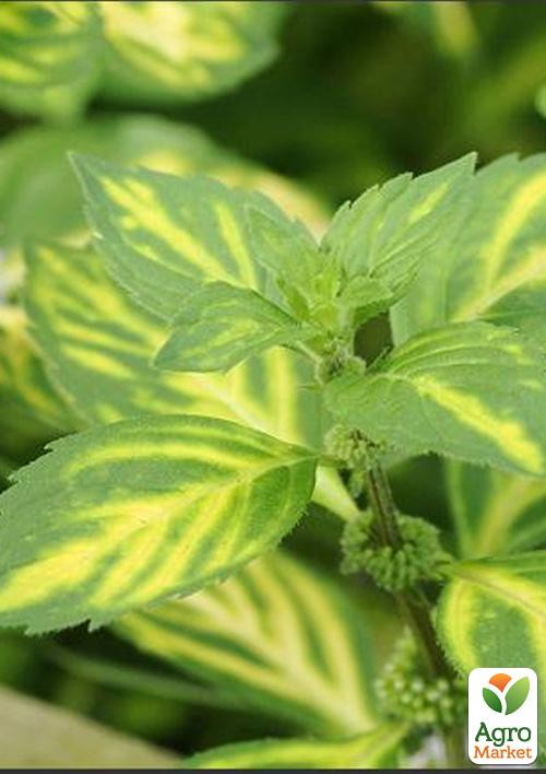 М'ята Імбирна Джінжер (Mentha Ginger Mint) - фото 6