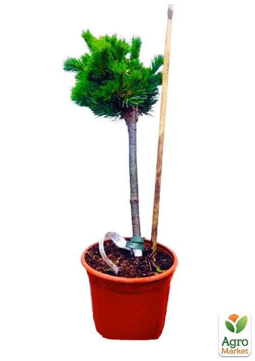 Сосна на штамбі "Беран" (Pinus parviflora "Beran") С2, висота від 30-50см