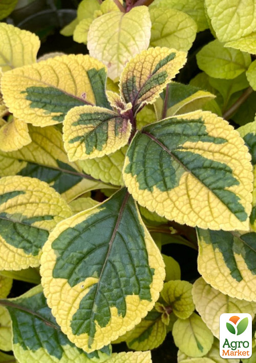 Плектрантус ампельний "Golden Beauty" - фото 6