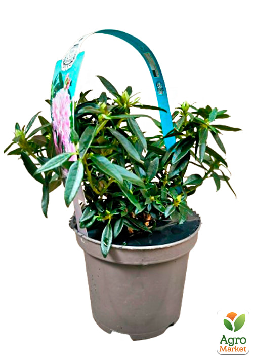 LMTD Рододендрон цветущий 2-х летний "Robert Seleger" (высота 20см) - фото 5