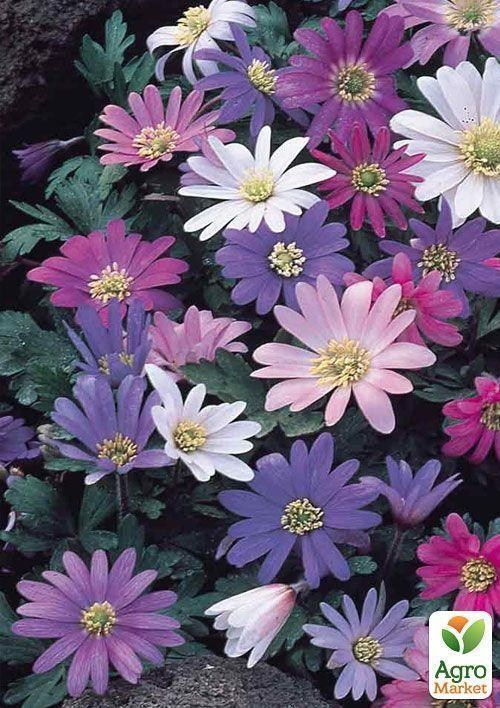 Анемона "Blanda" микс (размер 5/7 крупный) 5шт в упаковке