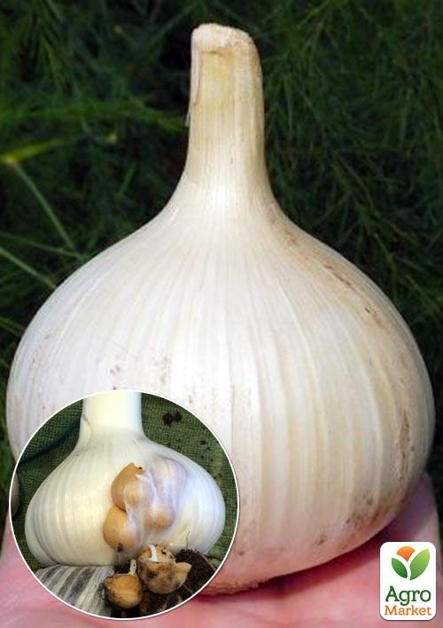 Цибуля-часник "Рокамболь", повітряні цибулинки (бульбочки) 10шт