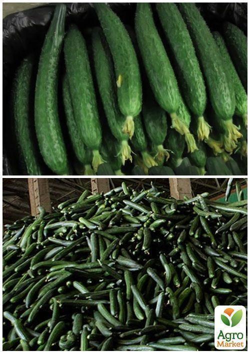 На развес Огурец "Крокодил Гена" ТМ "Весна" цена за 2г - фото 3