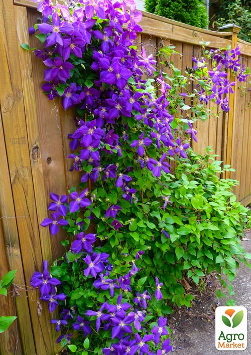 LMTD Клематис 2-х летний "Jackmanii" (высота 40-60 см) - фото 7