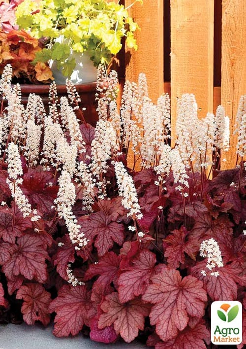 Гейхерелла (Heucherella) "Peach Tea" - фото 5