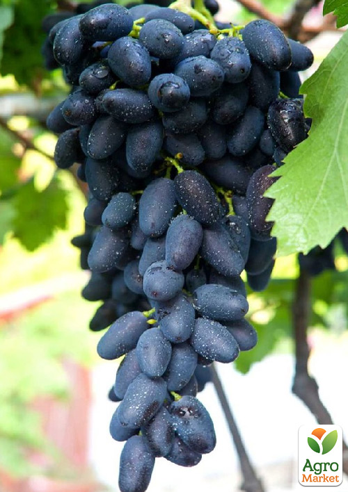 Виноград десертный "Микеланджело" (сладкий гармоничный) - фото 2