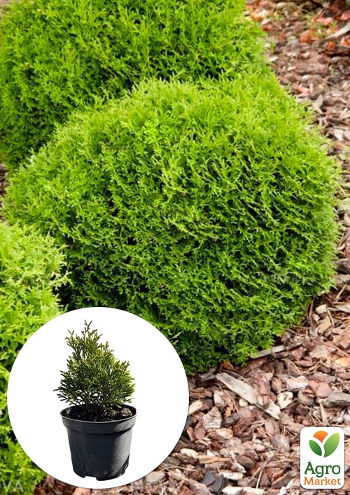 Туя западная "Tip Top" С2, высота 20-25см