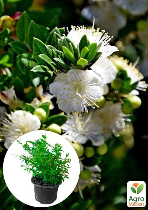 Мирт 2-х летний "Hymen"