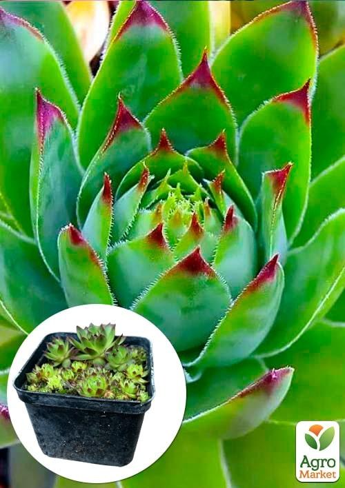 Молодило шарообразное "Sunset"