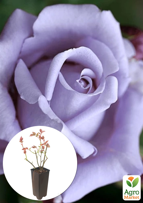 Роза плетистая "Indigoletta" в контейнере, высший сорт