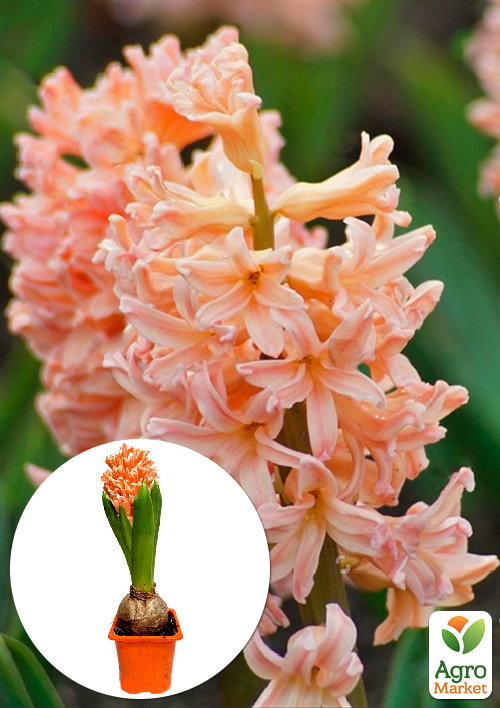 Гіацинт "Apricot Passion" (Нідерланди)