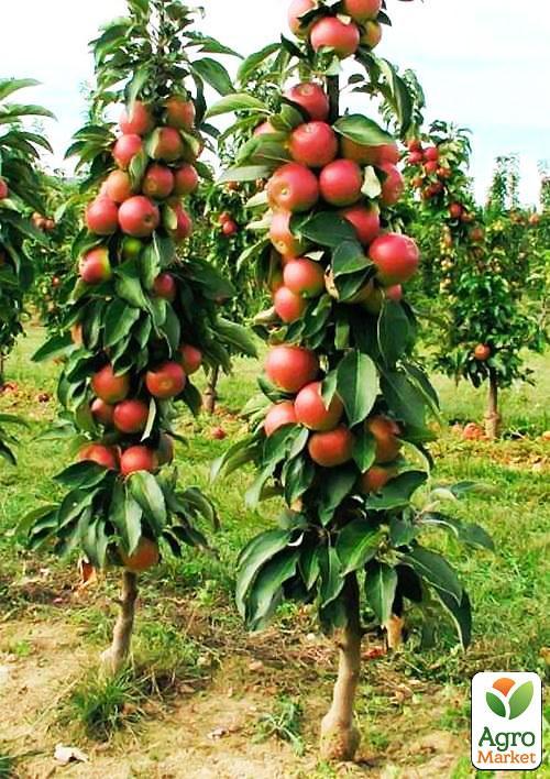 Яблоня колоновидная "Легенда" Эксклюзив