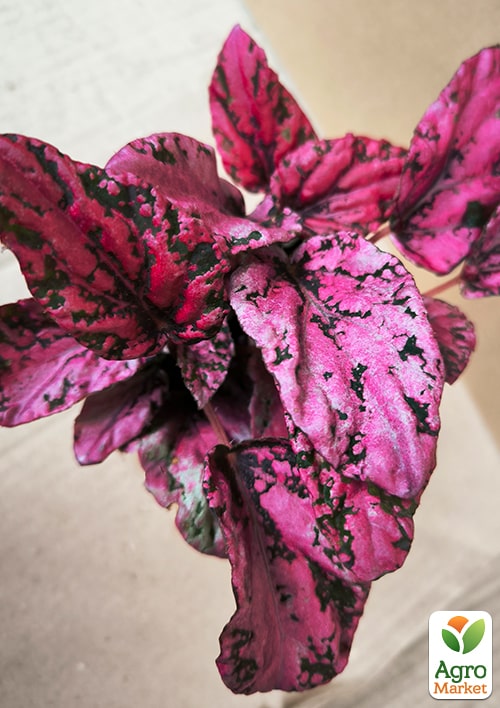 Бегония королевская REX "Pink Perfection" 20-30см - фото 6