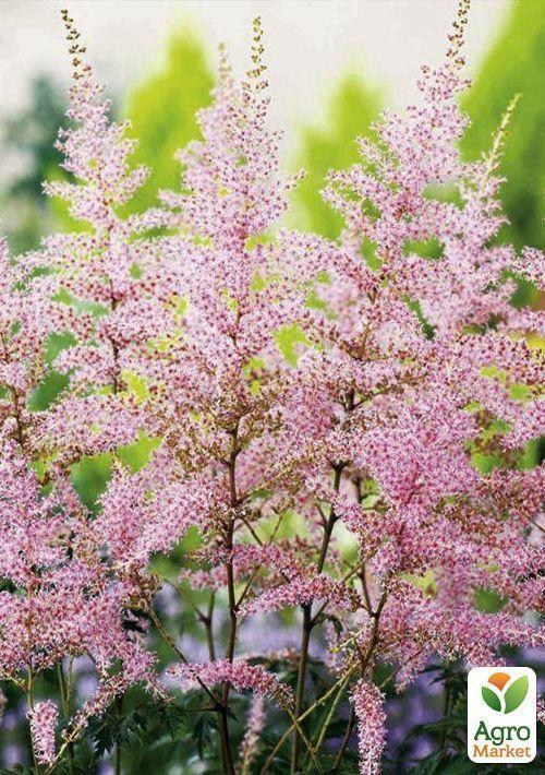 Астильба "Hennie Graafland" 1шт