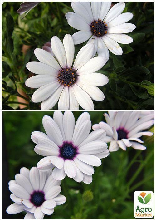 На развес Арктотис гибридный ТМ "Весна" цена за 2г - фото 4