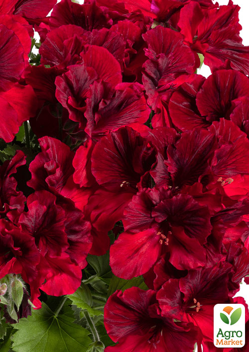 Пеларгония Королевская Aristo "Deep Red" 