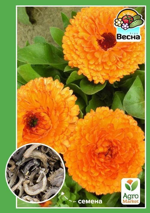 Календула "Крем брюле" ТМ "Весна" 0.5г