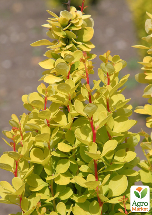 Барбарис Тунберга "Golden Torch" - фото 7