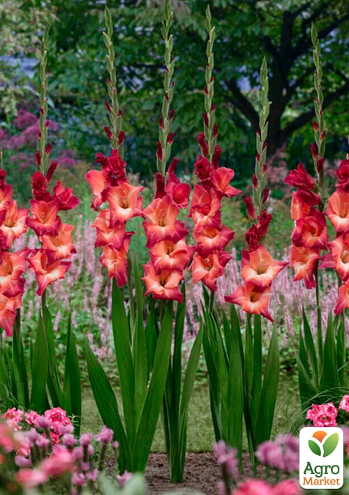 Гладиолус "Ocaso"  - фото 4