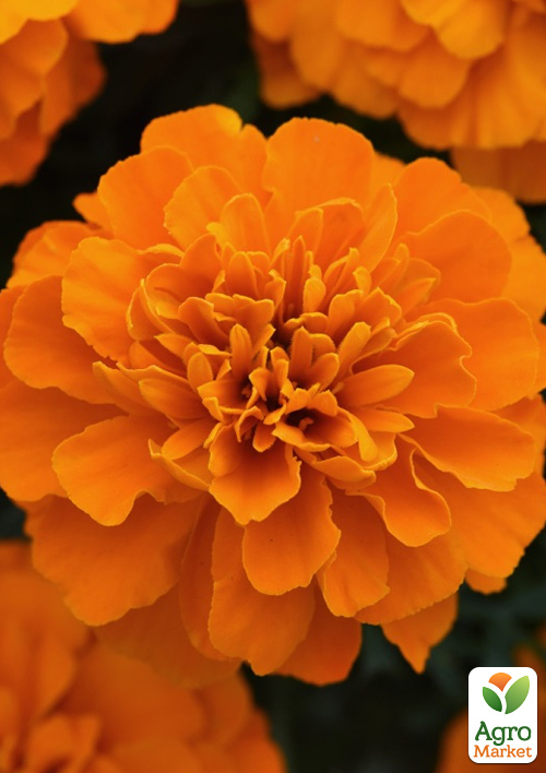 Бархатцы отклоненные Малыш "Orange" 