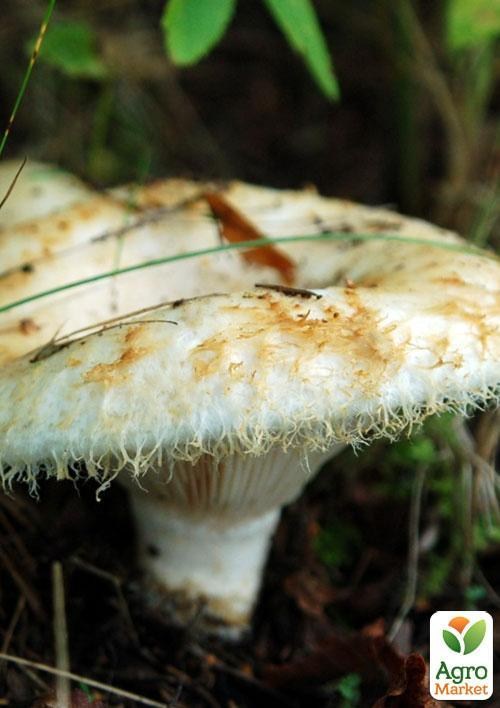 Сухой зерновой мицелий "Груздь настоящий" 100г