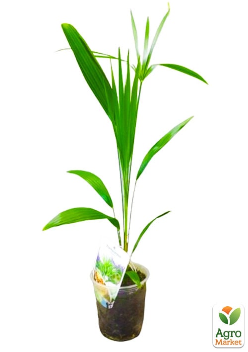 Трахікарпус (Trachycarpus Fortunei) висота 60-80см - фото 5