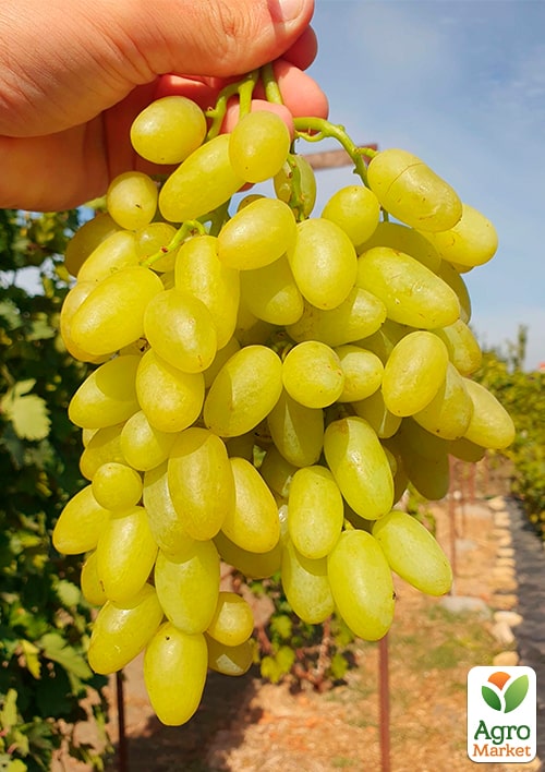 Виноград кишмиш "Джавелин" (укорененный саженец в контейнере) - фото 5