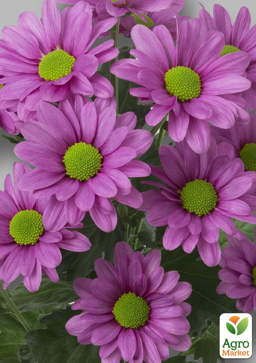 Хризантема кустовая среднецветковая "Jackson Pink" 