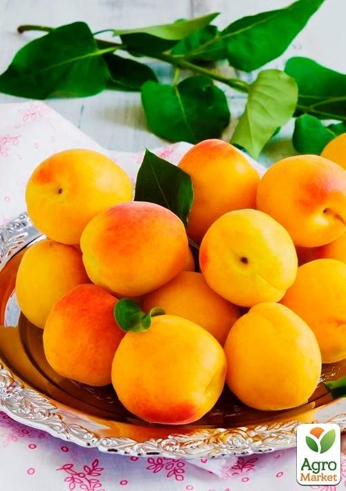 Ексклюзив! Абрикос жовто-помаранчевий "Солодке життя" (Sweet life) (канадська селекція, преміальний морозостійкий сорт)