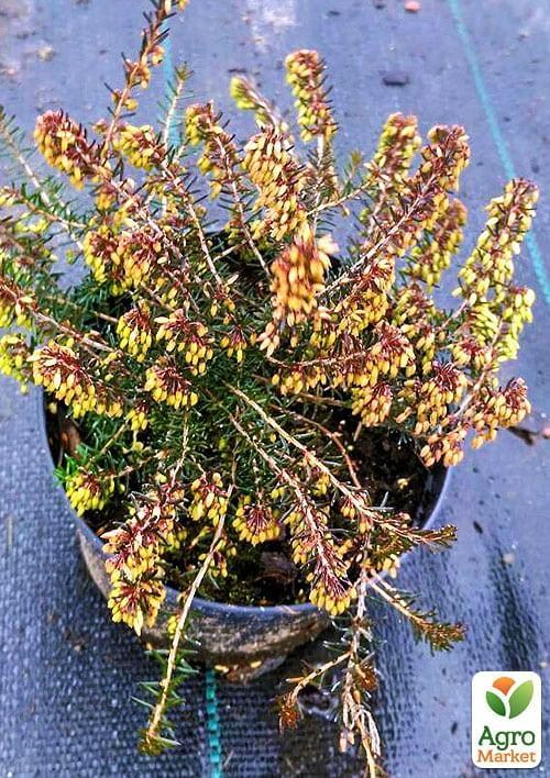 Эрика травянистая  "March Seedling" горшок P11 - фото 3