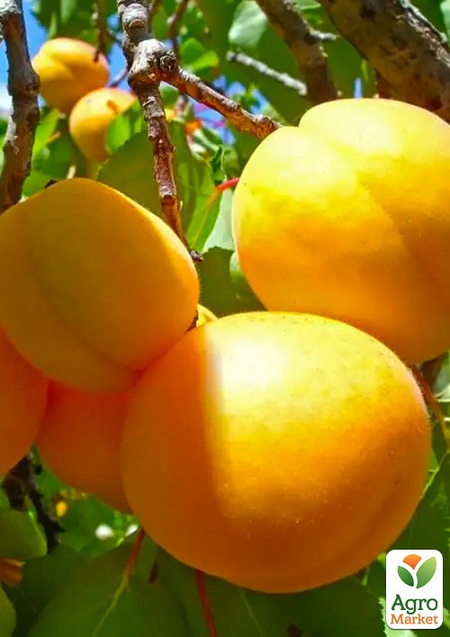Абрикос "Голд Рич"  укорененный в контейнере (саженец 2 года) - фото 3