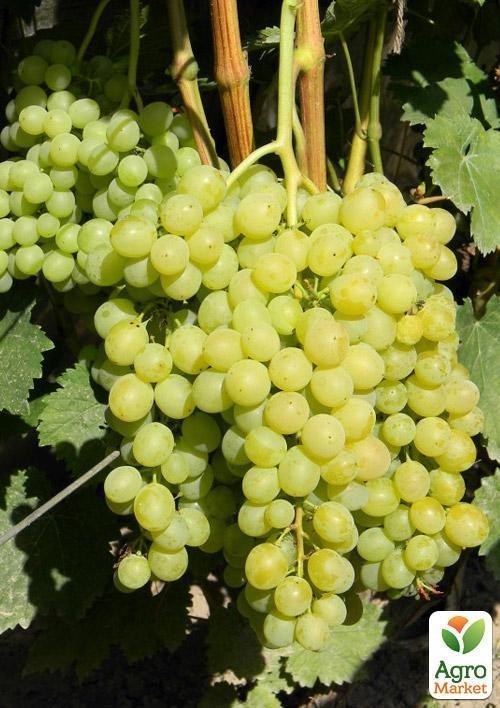 Виноград "Олімпіада" (зверхранній сорт)