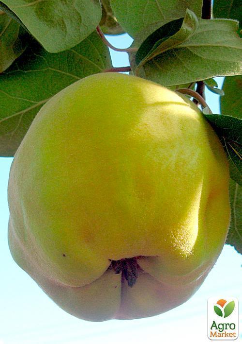 Айва "Відмінниця" (осінній сорт, середнього терміну дозрівання) - фото 5
