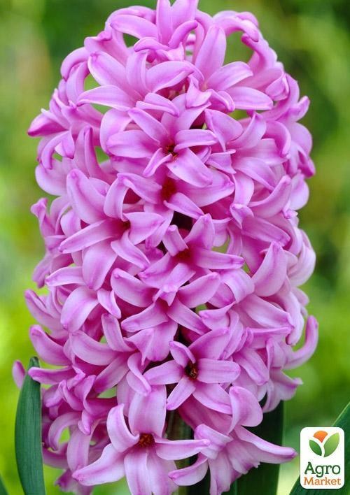 Гіацинт "Anna Liza" 2шт в упаковці