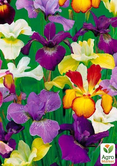 Ірис голландський "Hollandica Mix"