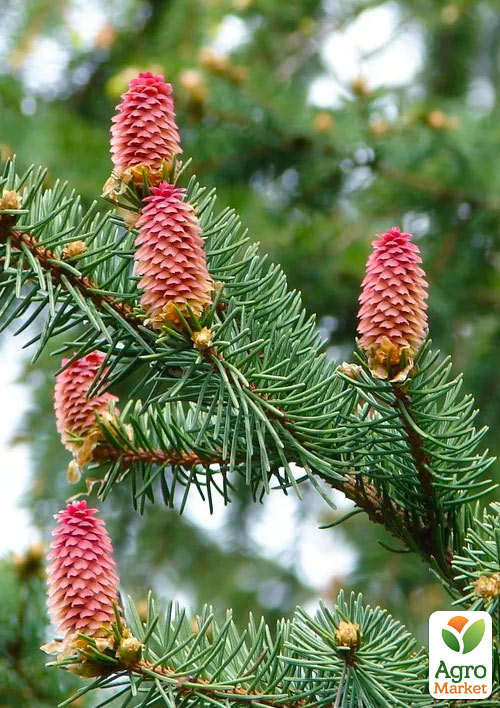 Пихта Вича (Abies Veitchii) горшок P9